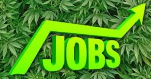 jobs-in-the cannabis